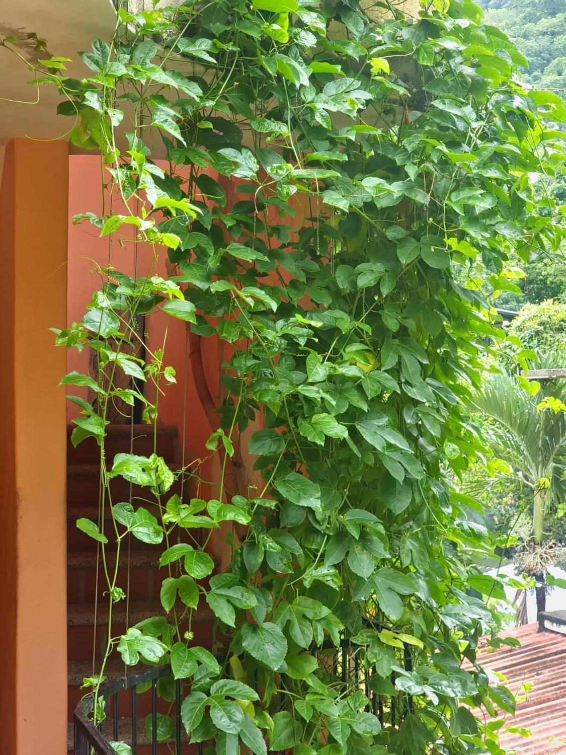 La Posada Pacifica Puerto Vallarta Extérieur photo